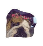 buhibuhibulldog（個別スタンプ：6）