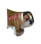 buhibuhibulldog（個別スタンプ：8）