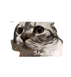 neeeeekooooo！！（個別スタンプ：1）