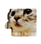 neeeeekooooo！！（個別スタンプ：2）