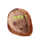 hamu2（個別スタンプ：4）