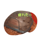 hamu2（個別スタンプ：7）