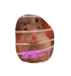 hamu2（個別スタンプ：9）