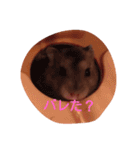 hamu2（個別スタンプ：12）