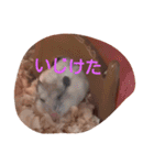 hamu2（個別スタンプ：16）