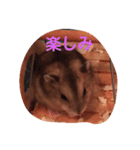hamu2（個別スタンプ：17）