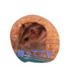 hamu2（個別スタンプ：20）