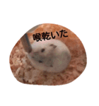 hamu2（個別スタンプ：21）