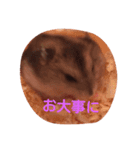 hamu2（個別スタンプ：23）
