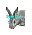 うさぎのふぅーちゃん（個別スタンプ：2）