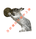うさぎのふぅーちゃん（個別スタンプ：3）