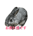 うさぎのふぅーちゃん（個別スタンプ：5）