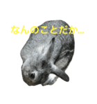 うさぎのふぅーちゃん（個別スタンプ：6）