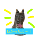イタグレミランの楽しい毎日（個別スタンプ：1）