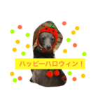 イタグレミランの楽しい毎日（個別スタンプ：8）