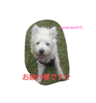 ウェスティのメルシャン（個別スタンプ：8）