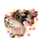 チワワとヨーキー 仲良し（個別スタンプ：1）