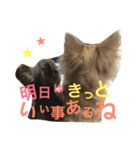 チワワとヨーキー 仲良し（個別スタンプ：3）