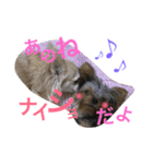 チワワとヨーキー 仲良し（個別スタンプ：5）