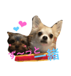 チワワとヨーキー 仲良し（個別スタンプ：6）