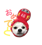 チワワとヨーキー 仲良し（個別スタンプ：9）