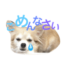 チワワとヨーキー 仲良し（個別スタンプ：10）