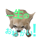 チワワとヨーキー 仲良し（個別スタンプ：11）