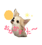 チワワとヨーキー 仲良し（個別スタンプ：14）
