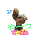 チワワとヨーキー 仲良し（個別スタンプ：15）