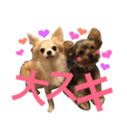 チワワとヨーキー 仲良し（個別スタンプ：16）