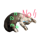 Pet Asarn（個別スタンプ：4）