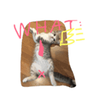 Pet Asarn（個別スタンプ：7）