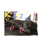 Pet Asarn（個別スタンプ：10）