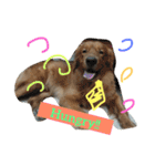 Pet Asarn（個別スタンプ：16）