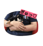 愛犬さくらのスタンプです。（個別スタンプ：1）