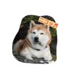 愛犬さくらのスタンプです。（個別スタンプ：2）