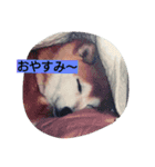 愛犬さくらのスタンプです。（個別スタンプ：3）