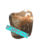 愛犬さくらのスタンプです。（個別スタンプ：4）