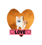 愛犬さくらのスタンプです。（個別スタンプ：5）
