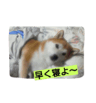 愛犬さくらのスタンプです。（個別スタンプ：6）