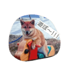 愛犬さくらのスタンプです。（個別スタンプ：7）
