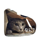 Guli Gula Choco（個別スタンプ：1）