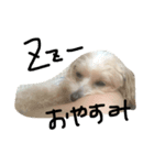 シュシュこ（個別スタンプ：4）
