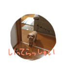 シュシュこ（個別スタンプ：7）