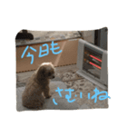 シュシュこ（個別スタンプ：8）