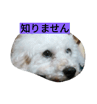 WOWOWWOWOWwonderful（個別スタンプ：8）