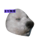WOWOWWOWOWwonderful（個別スタンプ：16）