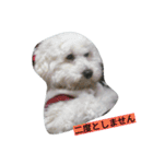 WOWOWWOWOWwonderful（個別スタンプ：17）