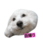 WOWOWWOWOWwonderful（個別スタンプ：20）