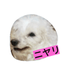 WOWOWWOWOWwonderful（個別スタンプ：29）